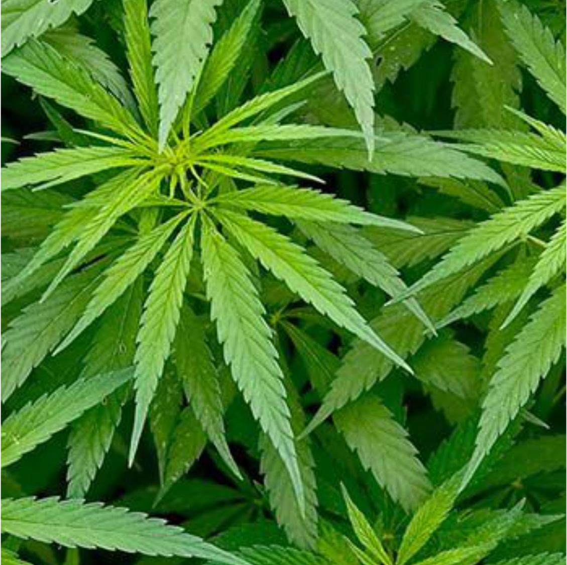 IQ-TINK.com - Der erstmals praktisch wasserlösliche Knoblauch Auszug mit einzigartiger Wirkung!