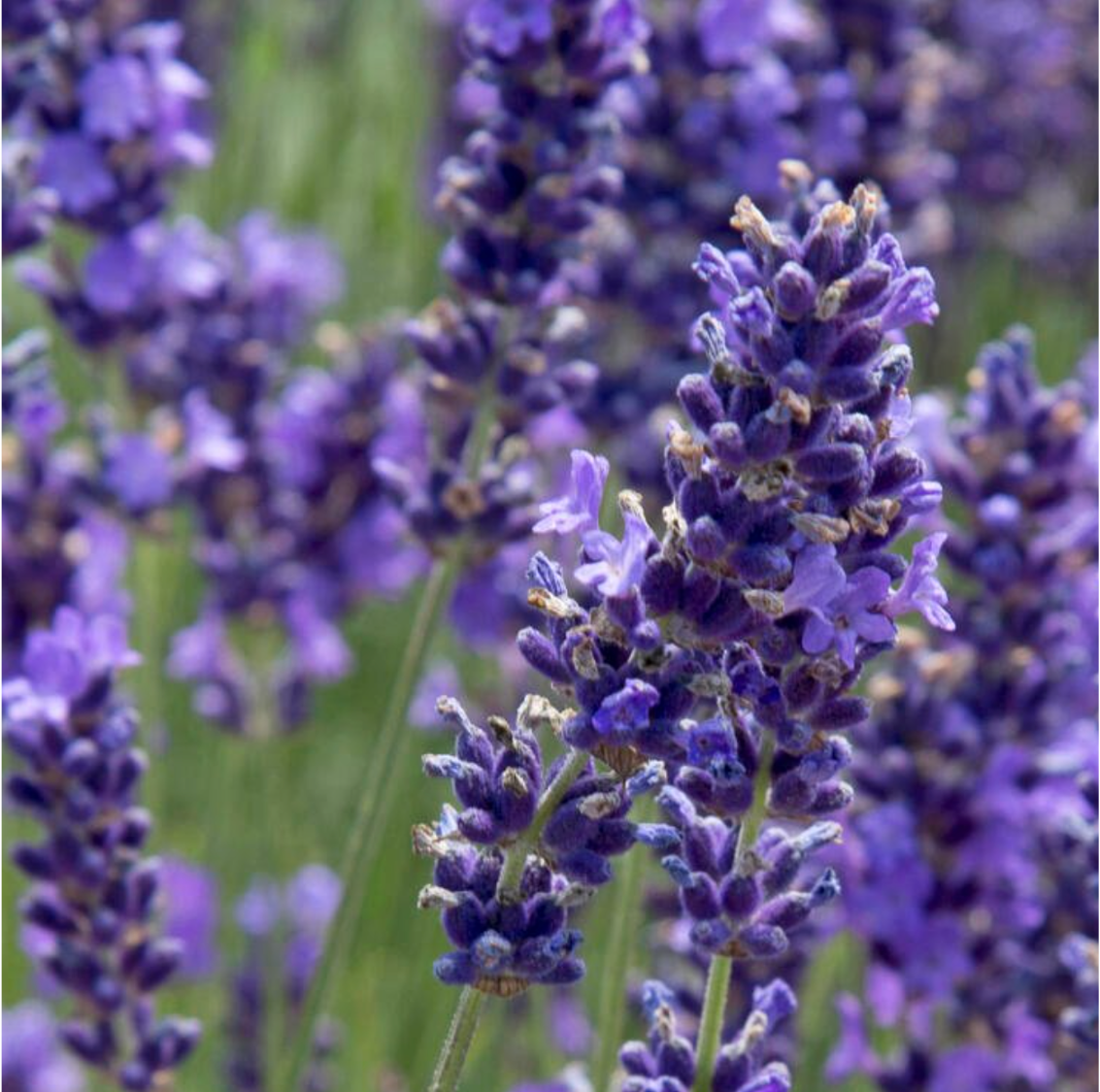 IQ-TINK.com - Der erstmals praktisch wasserlösliche Knoblauch Auszug mit einzigartiger Wirkung!