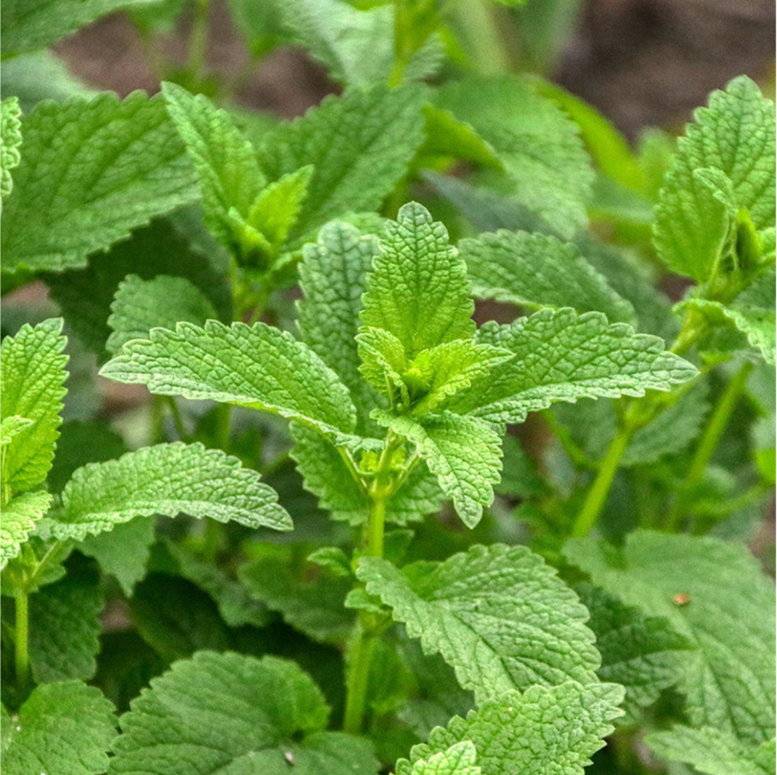 IQ-TINK.com - Der erstmals praktisch wasserlösliche Knoblauch Auszug mit einzigartiger Wirkung!