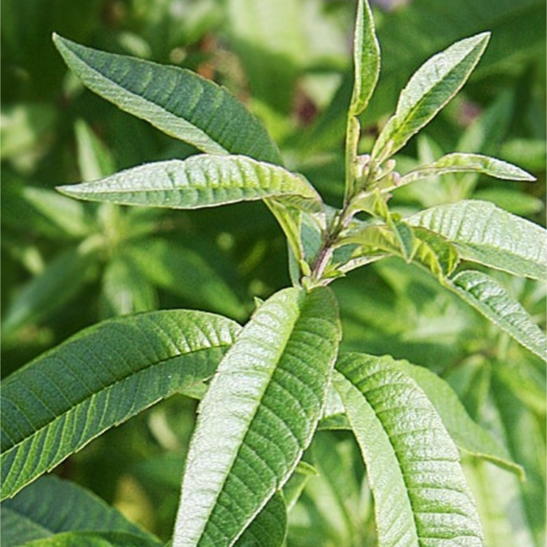 IQ-TINK.com - Der erstmals praktisch wasserlösliche Knoblauch Auszug mit einzigartiger Wirkung!